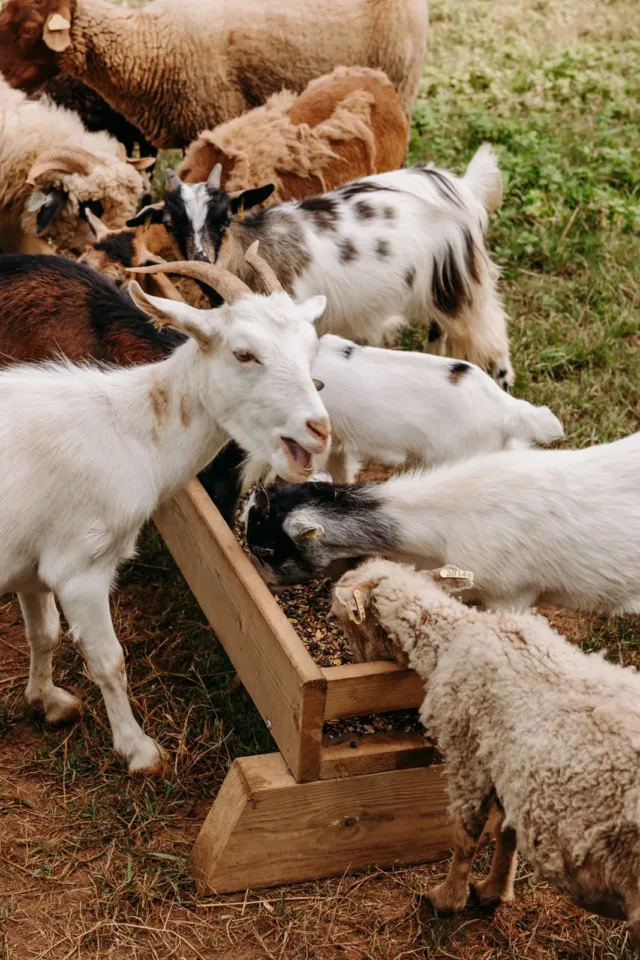 ménagerie camping marennes oléron