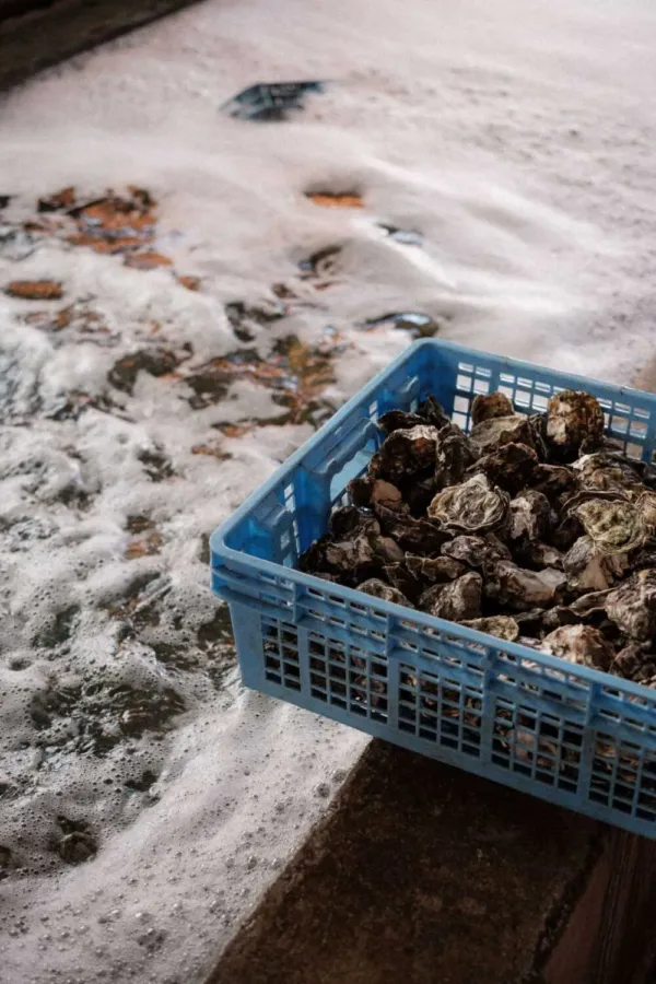 que faire pendant un sejour à marennes