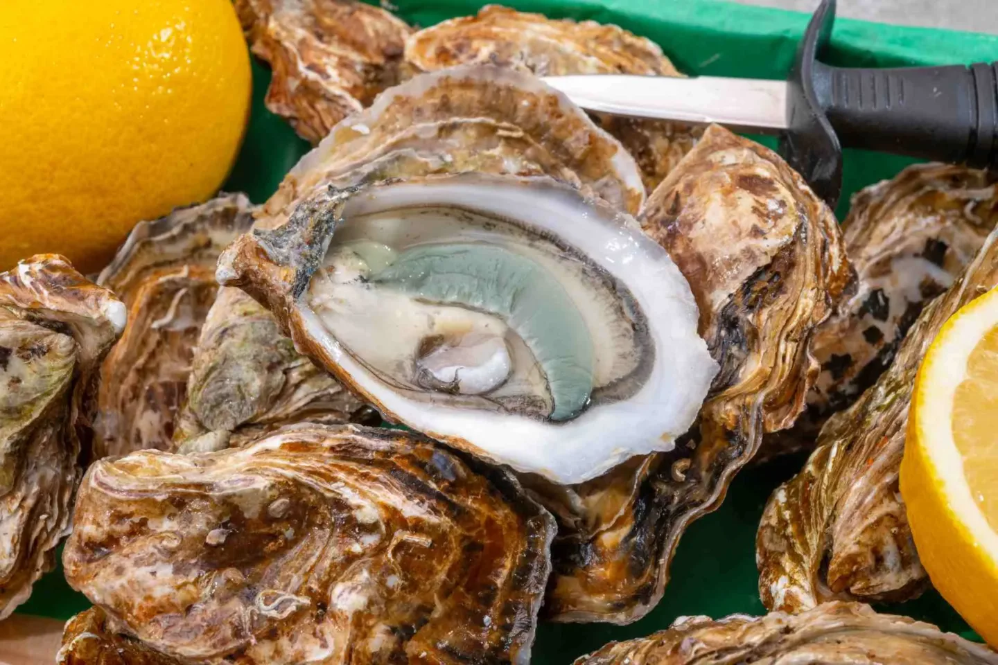 degustation huitre marennes