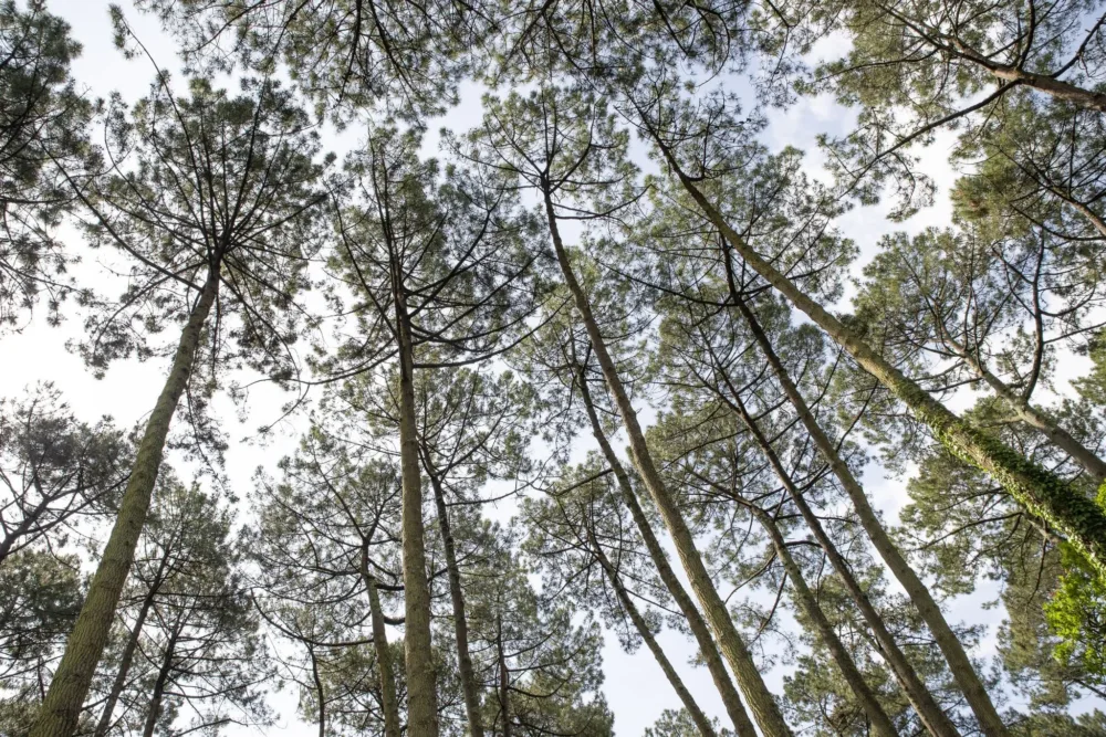 relajarse en la naturaleza rompehielos