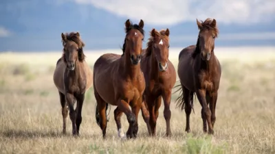 Horses running