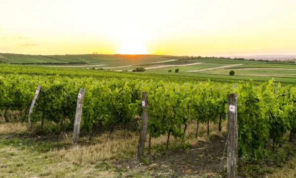 Champ de vigne du Périgord
