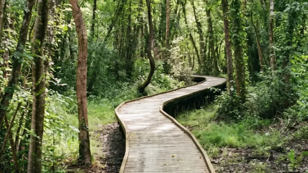 Promenade au lac d'Aureilhan à Mimizan